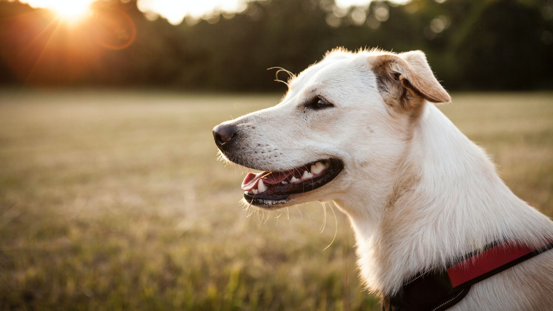 Latham Animal Hospital