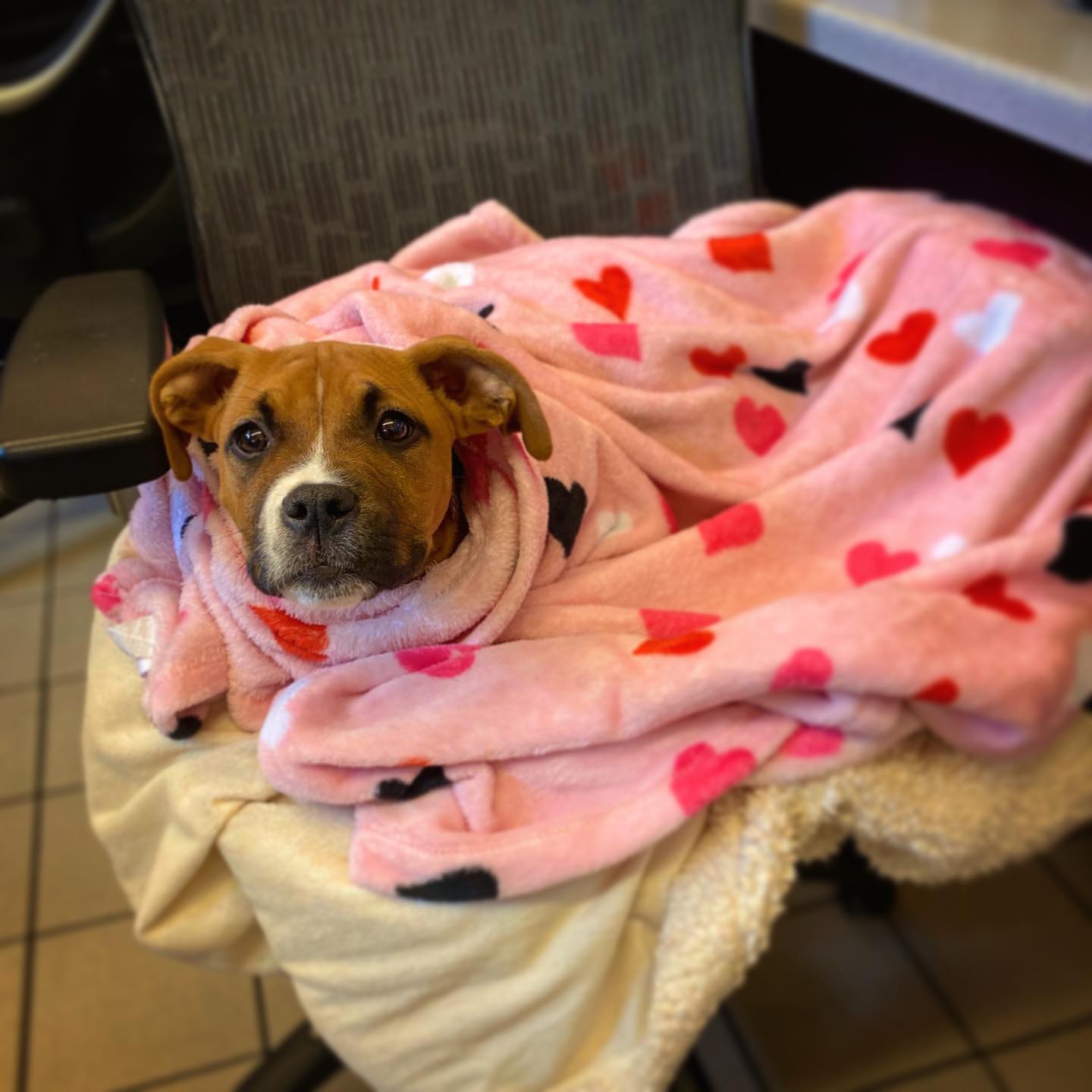 Dog covered in blankets