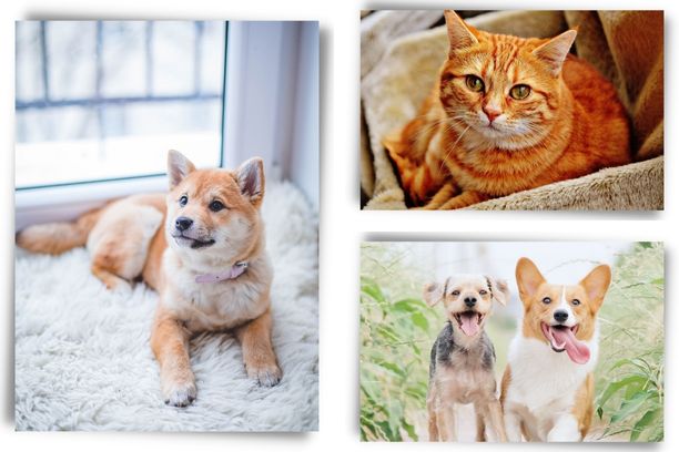 Pet Collage