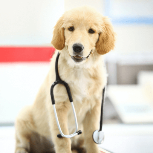 dog with a stethoscope